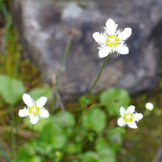 雪の結晶のような高山植物