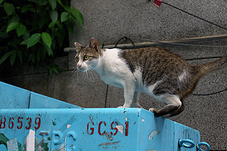 永康街の猫